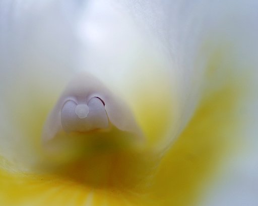 えびす顔