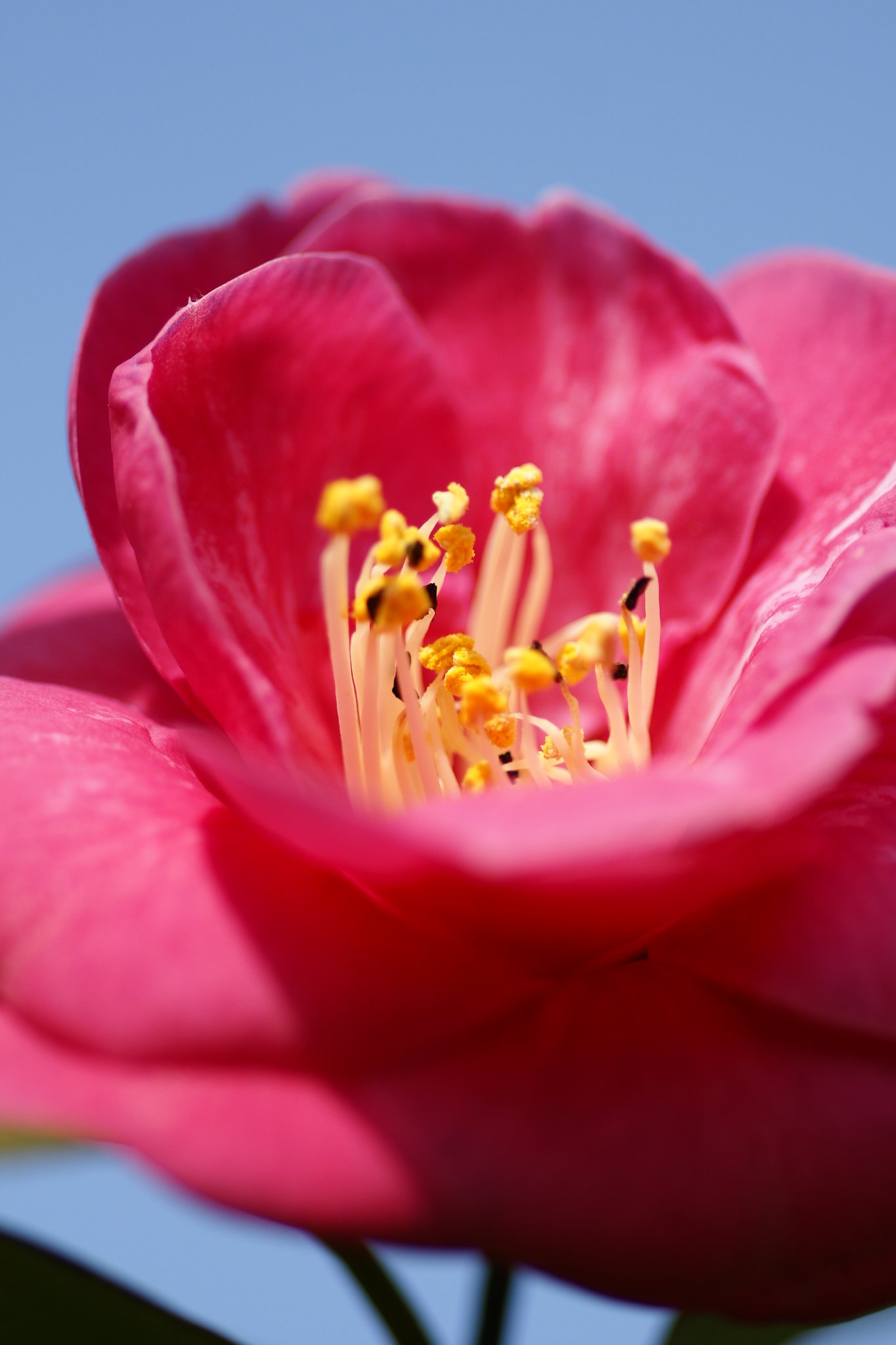 100mmF2.8 Macro