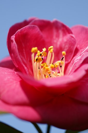 100mmF2.8 Macro