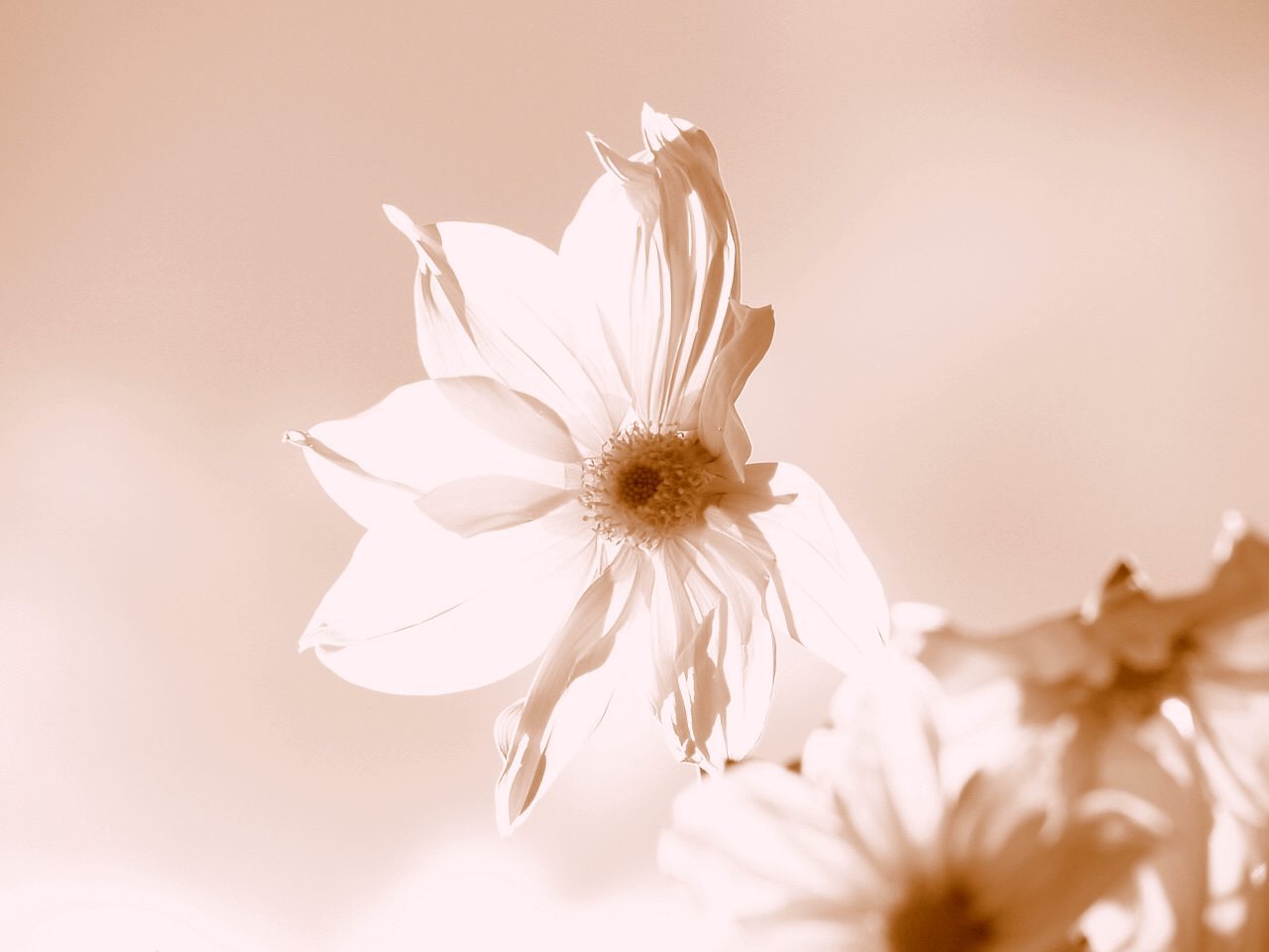 晩秋の花