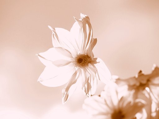 晩秋の花