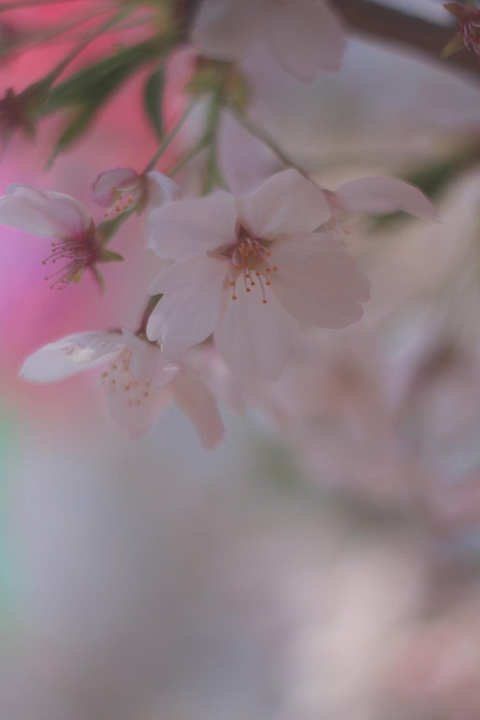 さくら花びら