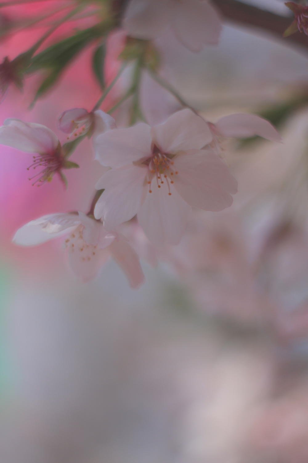 さくら花びら