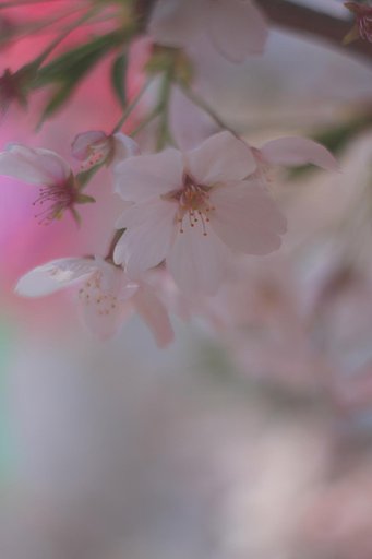 さくら花びら