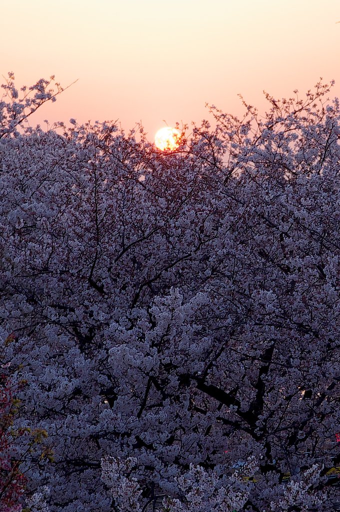 夕日とサクラ