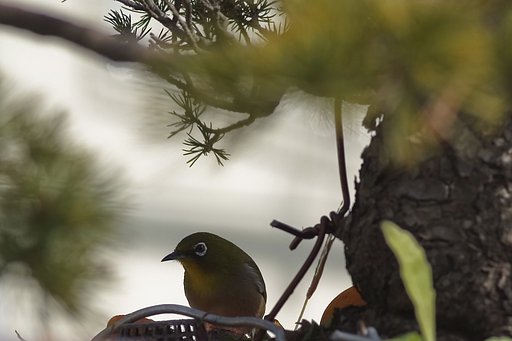 メジロもどうぞ