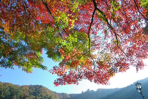 河口湖の紅葉