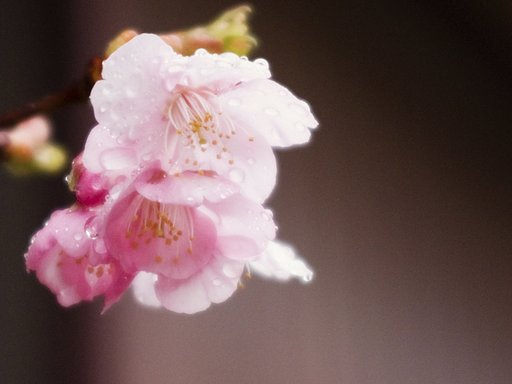 雨の滴で引き立つ