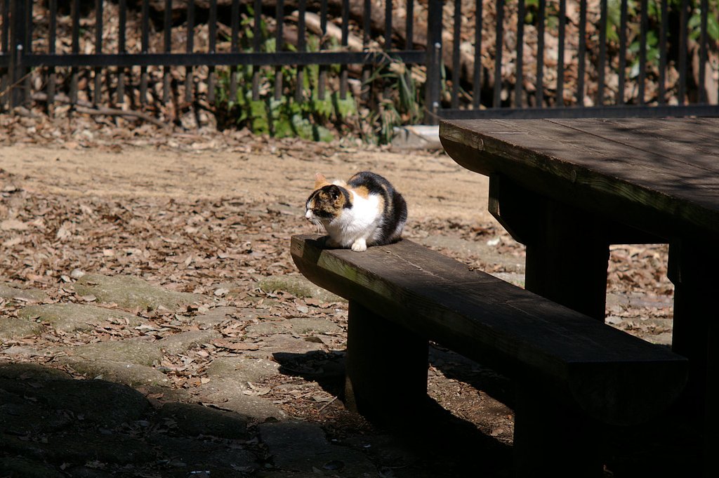森林公園の野生動物