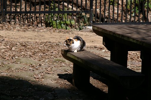 森林公園の野生動物