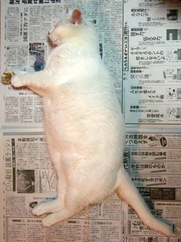 新聞好きのメタ坊