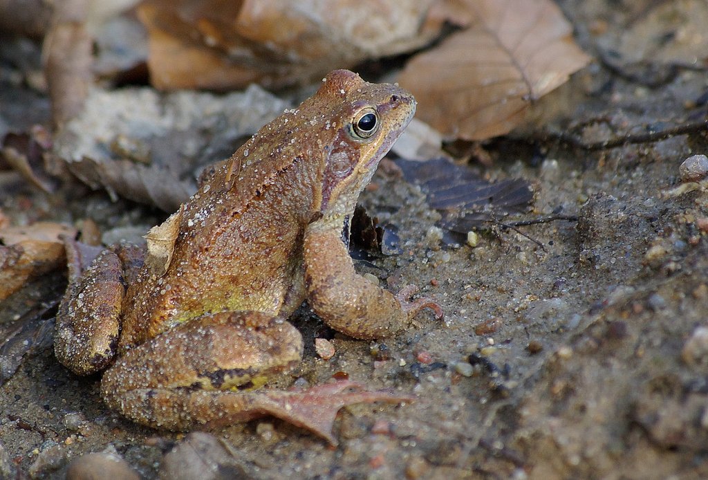 In spring were shown frogs.