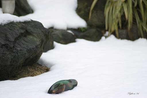 雪庭