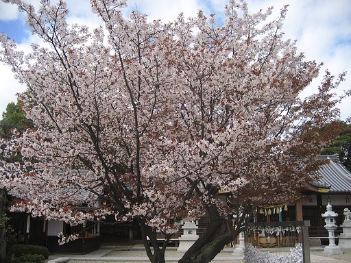 山桜