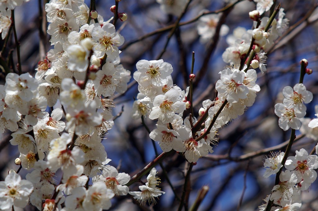 森林公園の白梅