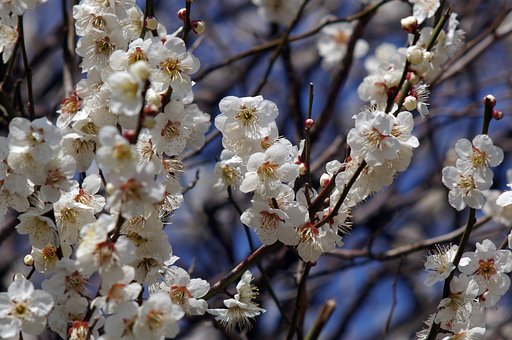 森林公園の白梅