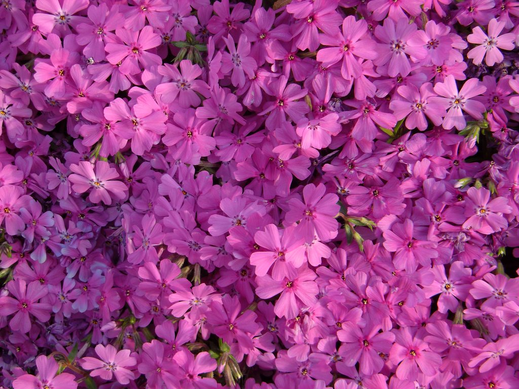 芝桜テクスチャ