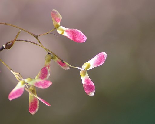 種も色づいて