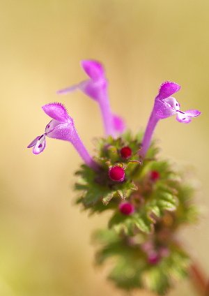 3月11日の写真