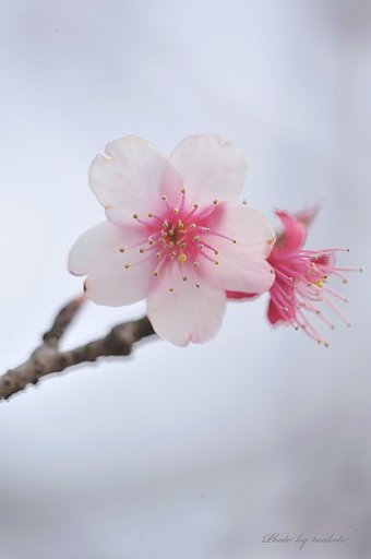 正真証明桜・・・