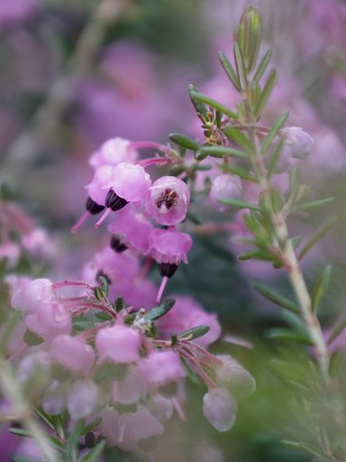 名前のわからない小さな花