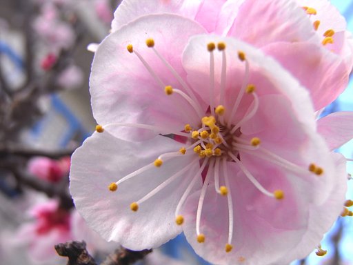 杏の花