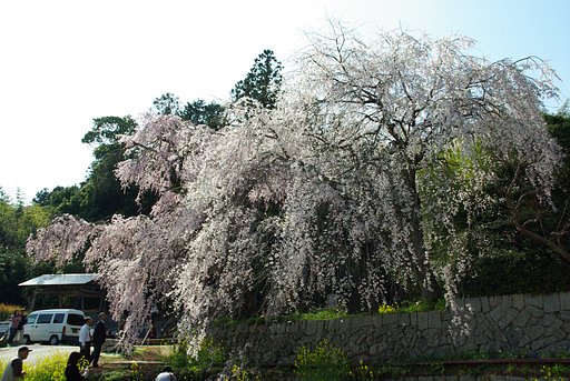 しだれ桜の全体です。