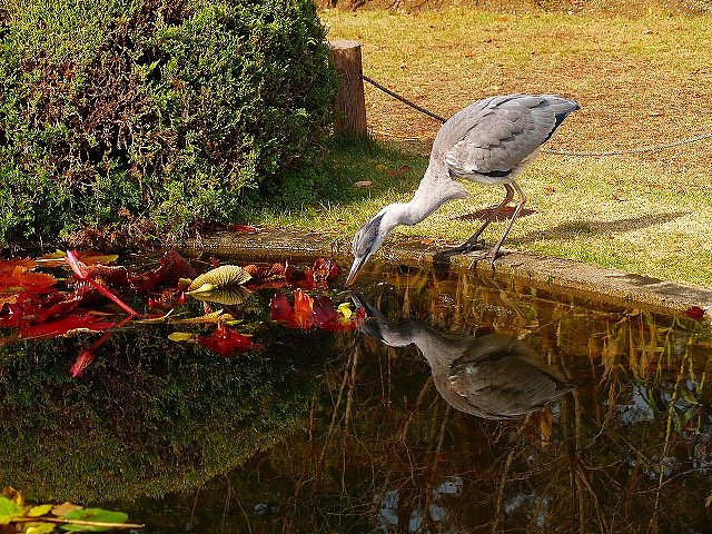サギ