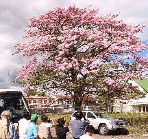 コスタリカの桜?!
