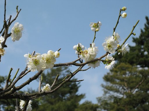 兼六園の白梅