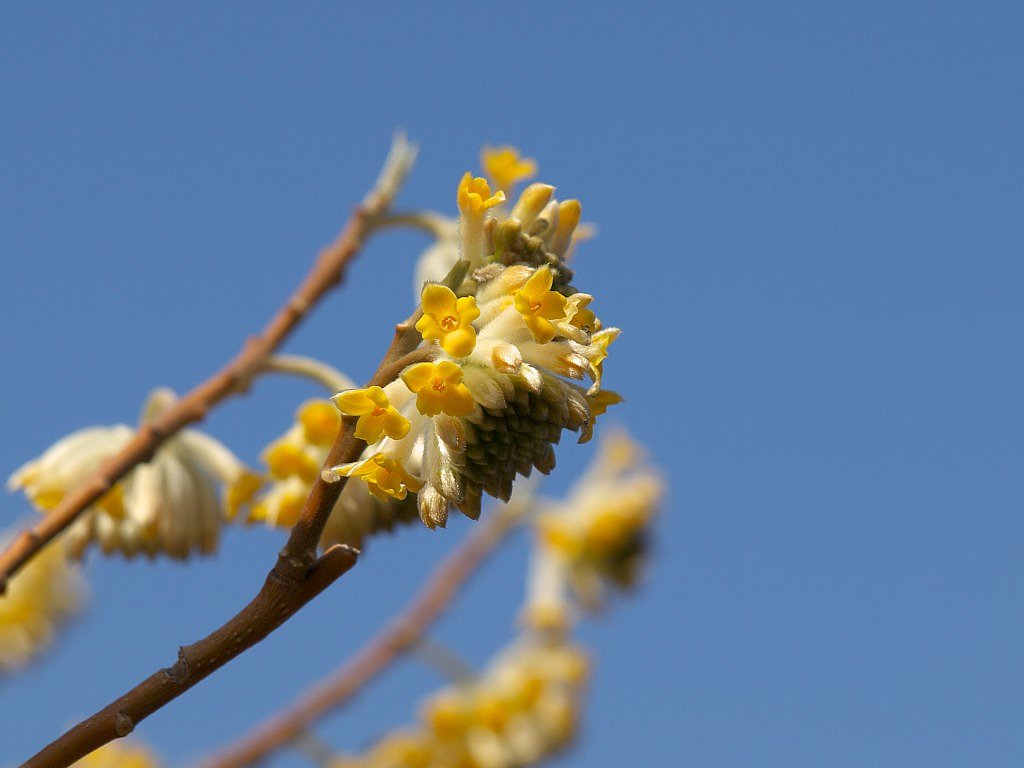 三椏の花