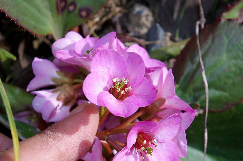 天気が良いので庭の花を