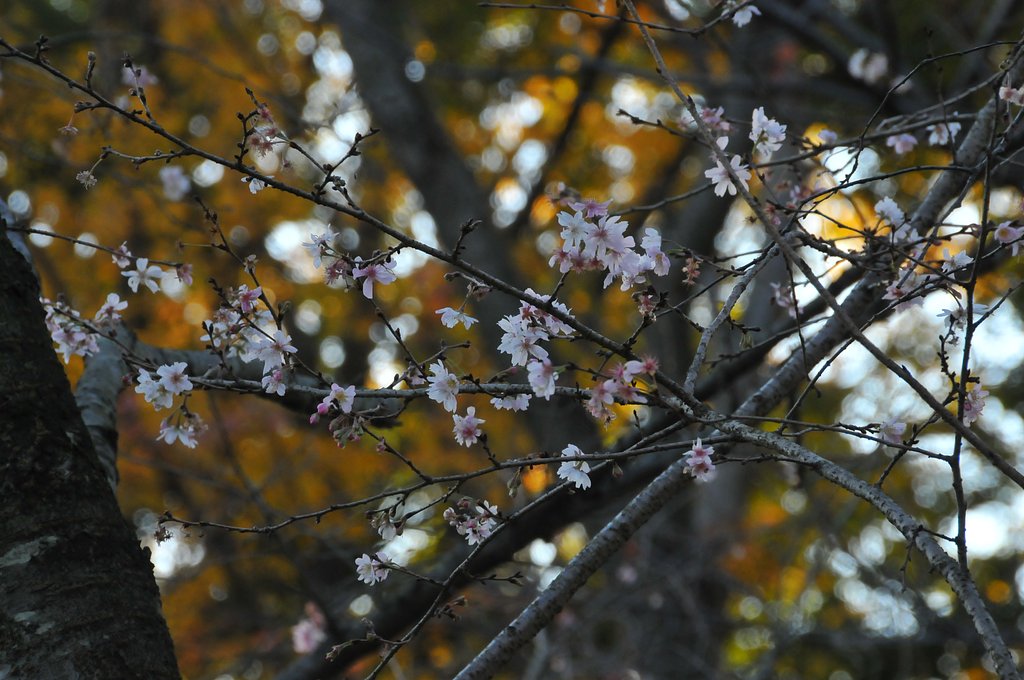 秋桜