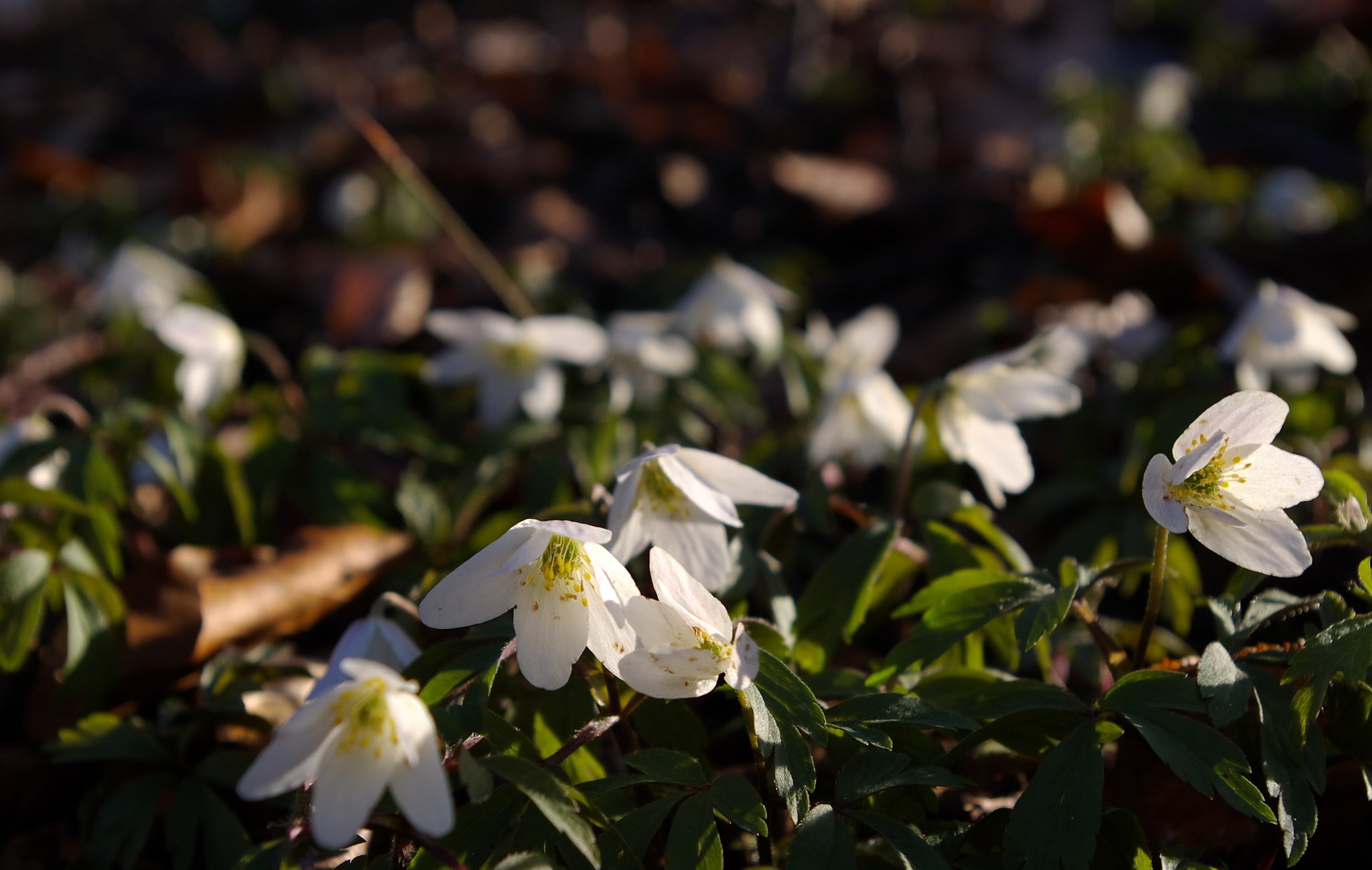 But in the forest spring.