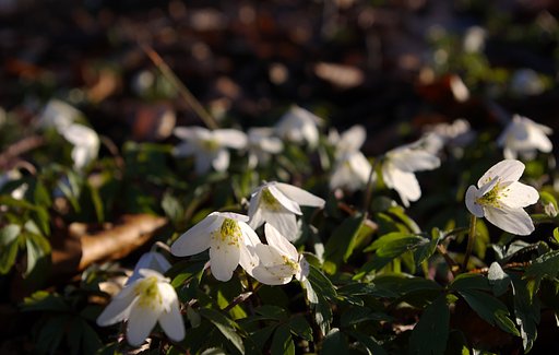 But in the forest spring.