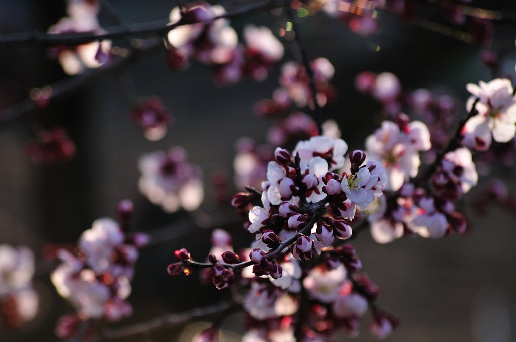 桜チックに　梅