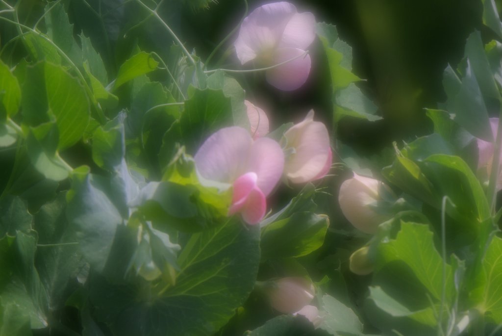マメの花