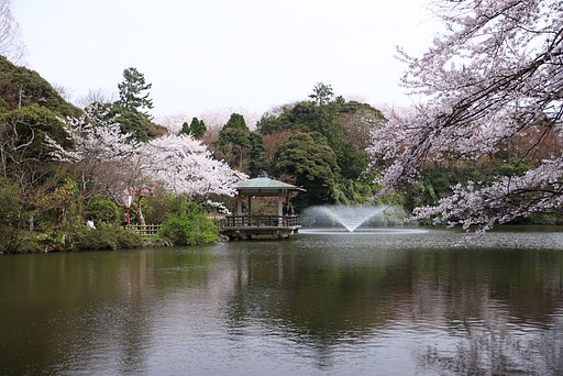 公園の桜