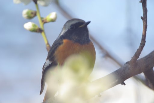 SOLIGOR MIRROR LENS 500mm F8