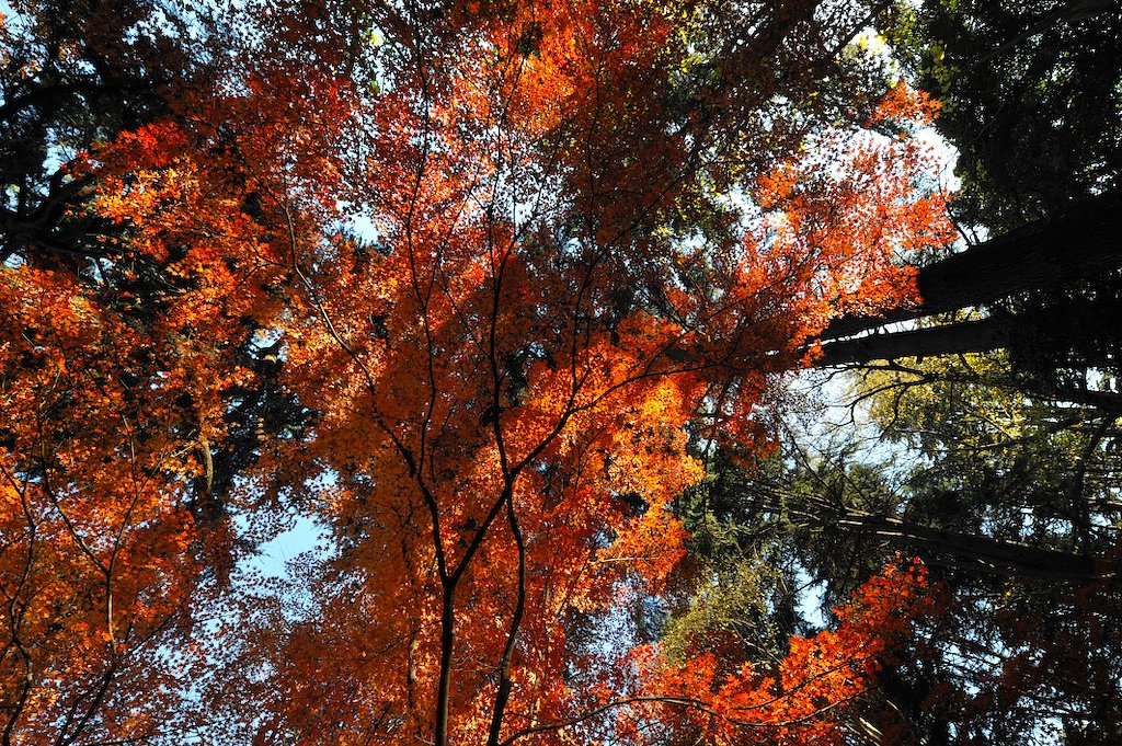紅のアーケード