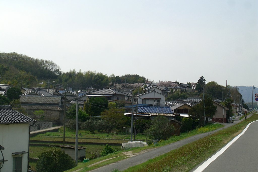 穴場の桜その4