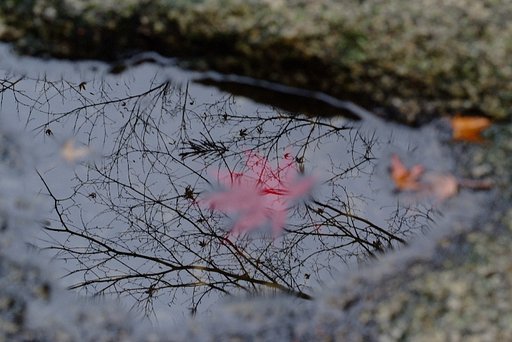 風情