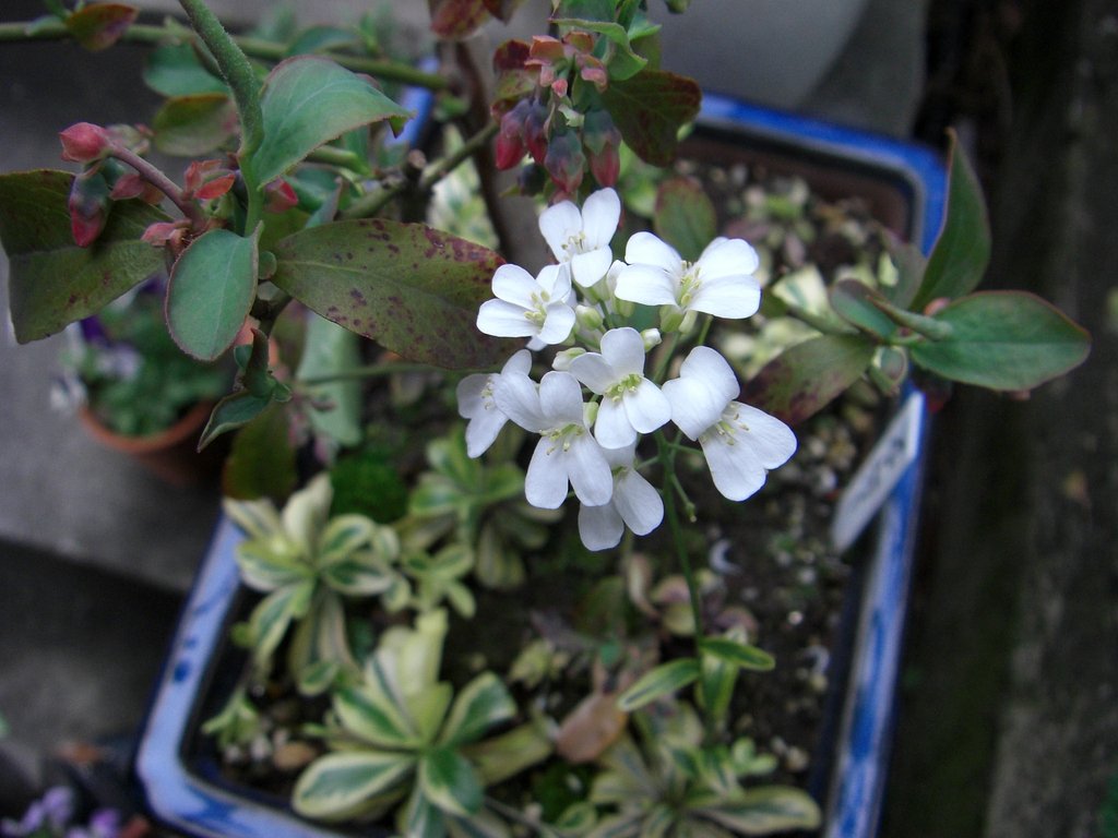 この花は何だろう