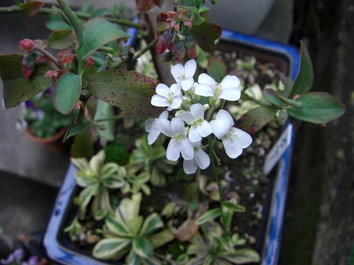 この花は何だろう