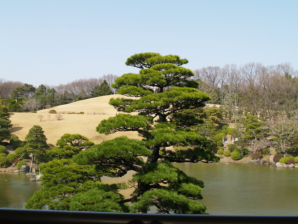 みごとなクロマツ