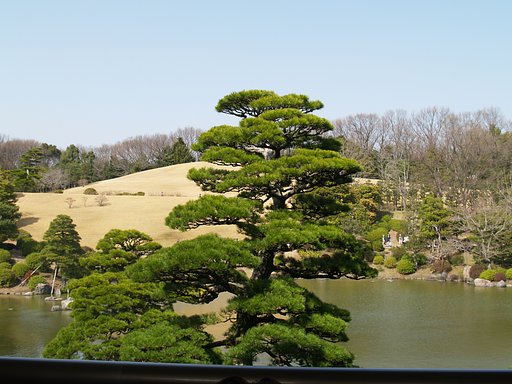 みごとなクロマツ