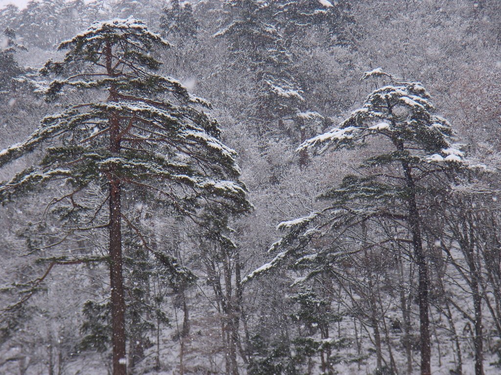 松のある雪景色