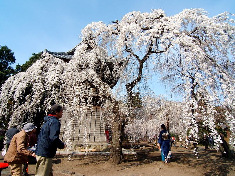 枝垂れ桜には和服が似合う