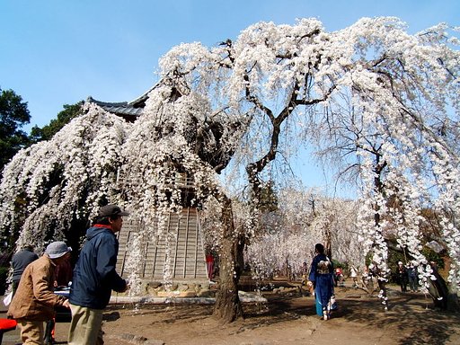 枝垂れ桜には和服が似合う