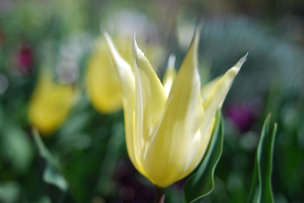 Ais Nikkor 28mmF2